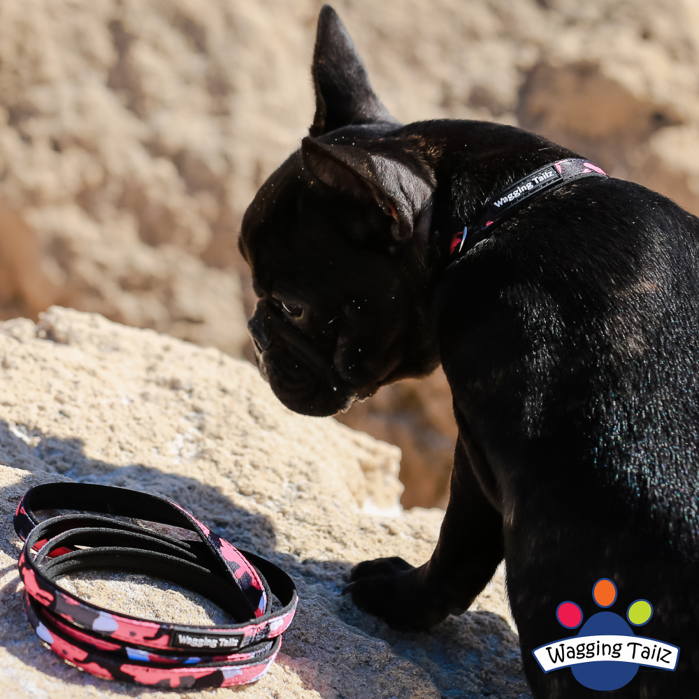 miniZ Camo Black Toy Breed & Puppy Dog Collar S, L image