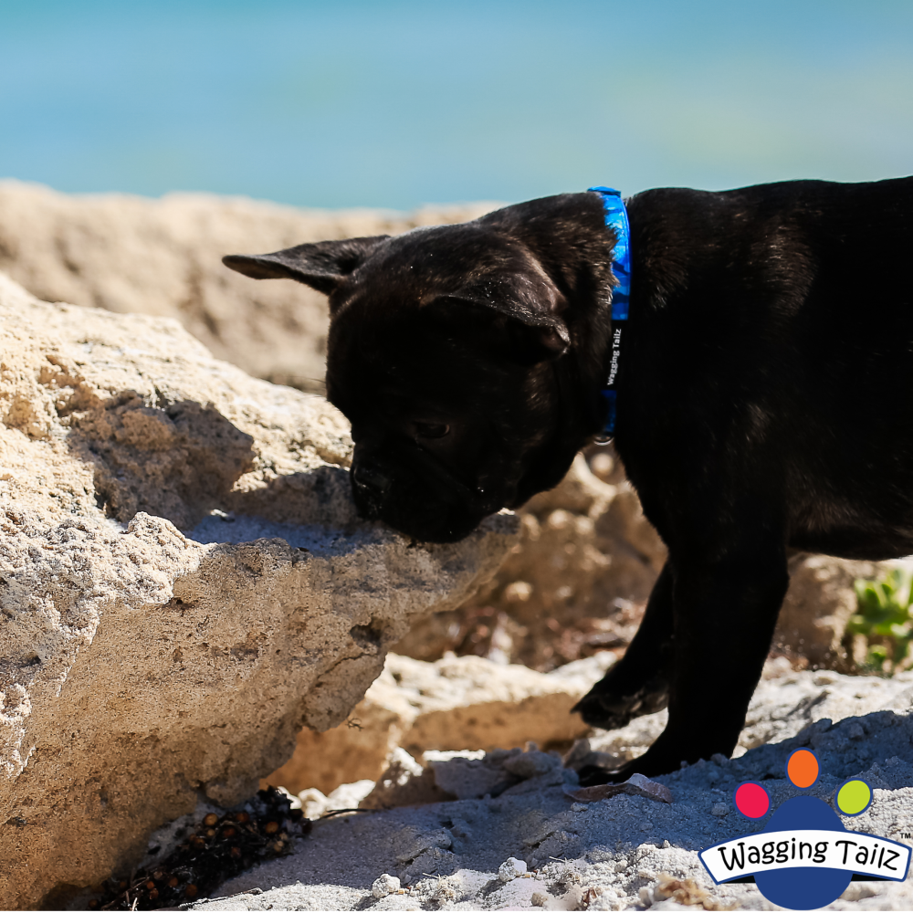 miniZ Camo Blue Toy Breed & Puppy Dog Collar image