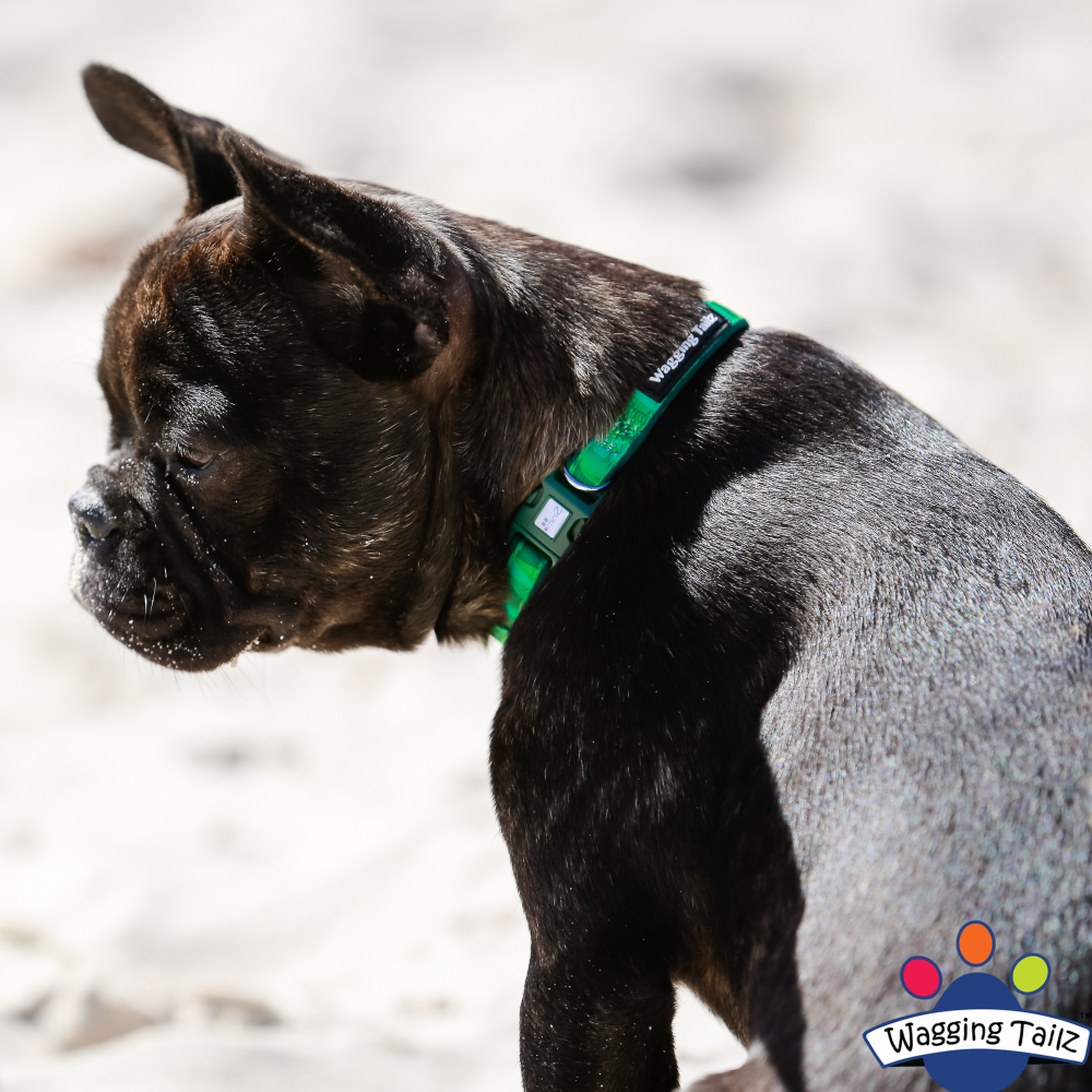 miniZ Camo Green Toy Breed & Puppy Dog Collar S, L image