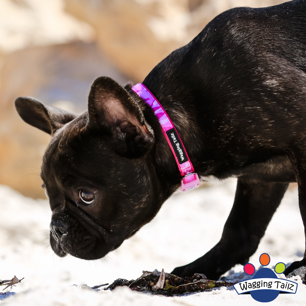 miniZ Camo Pink Toy Breed & Puppy Dog Collar S, L image