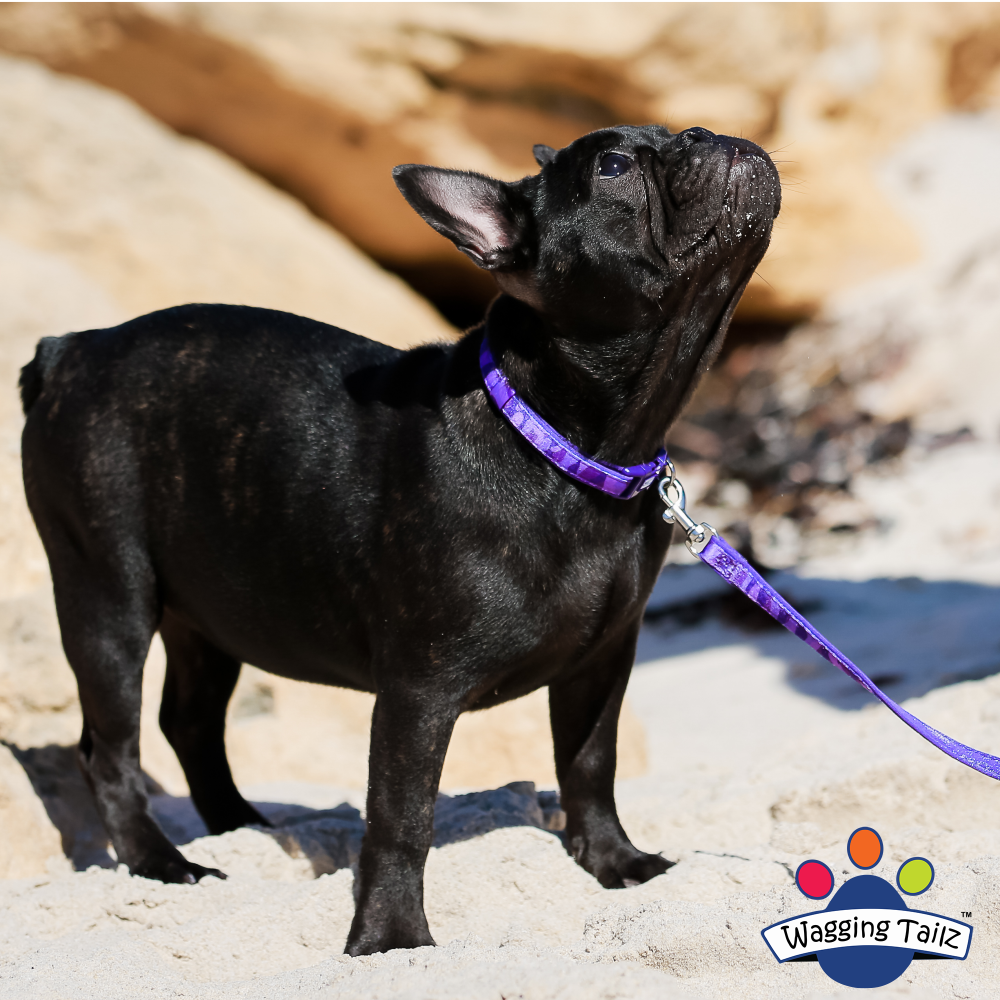 miniZ Camo Purple Toy Breed & Puppy Dog Collar image