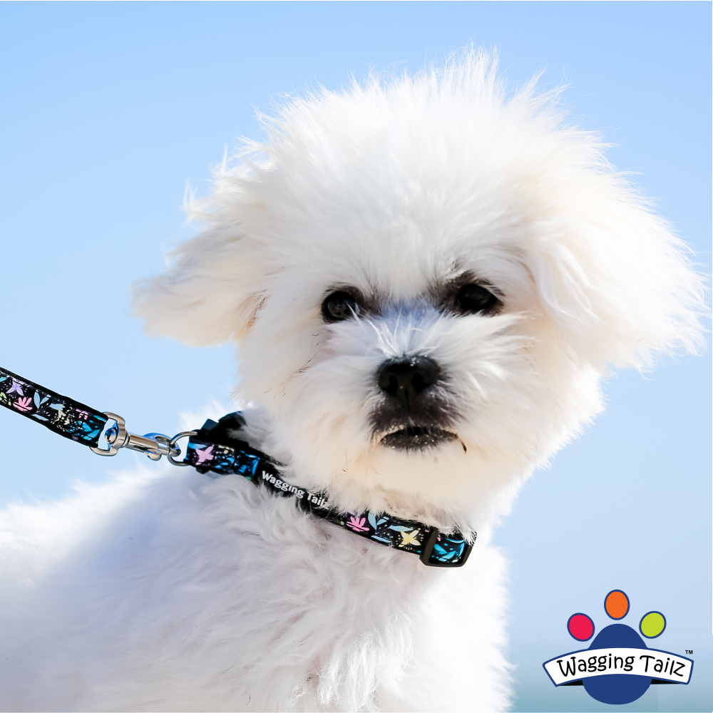miniZ Dahlia Black Toy Breed & Puppy Dog Collar image