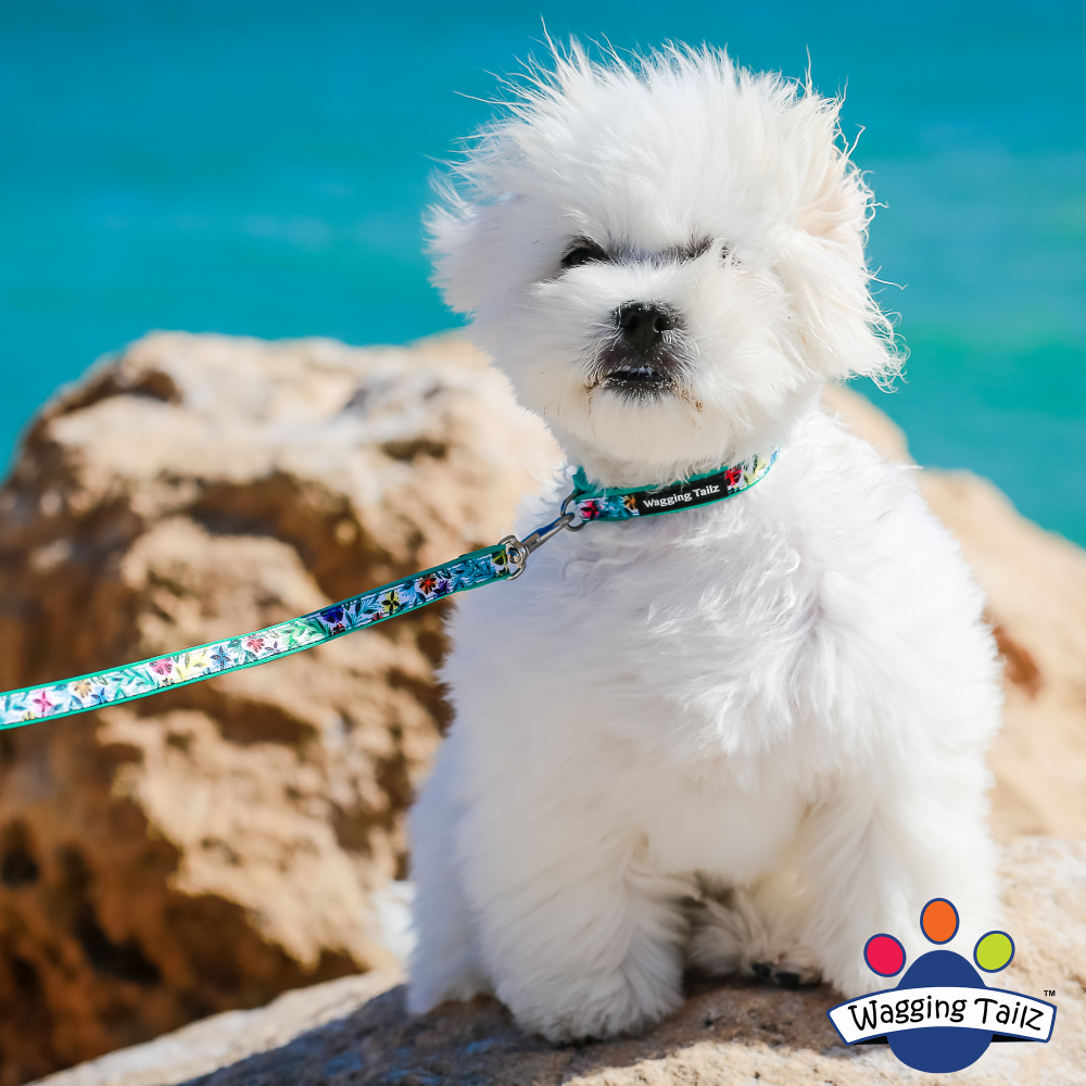 miniZ Dahlia Teal Toy Breed & Puppy Dog Collar image