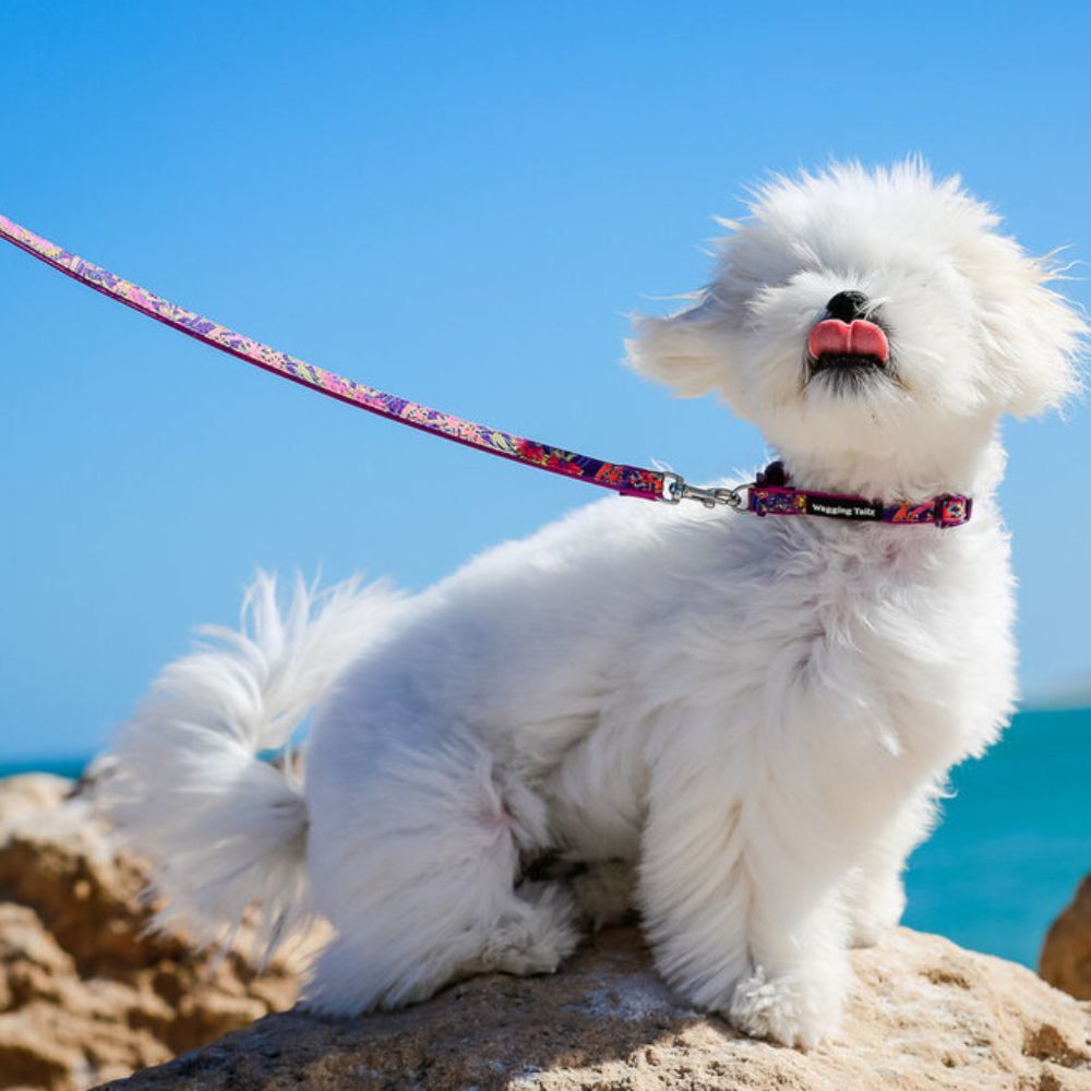 miniZ Lavender Toy Breed & Puppy Dog Collar (Small 12cm-19cm) image