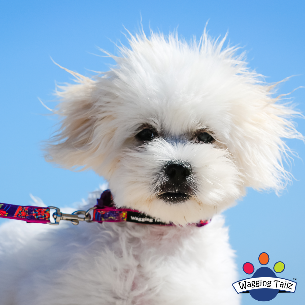miniZ Lavender Toy Breed & Puppy Dog Collar image