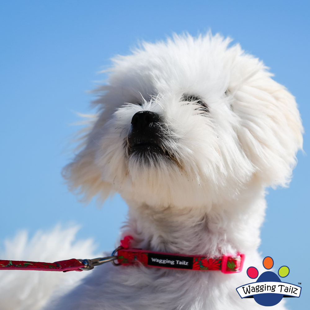 miniZ Poppy Pink Toy Breed & Puppy Dog Collar image
