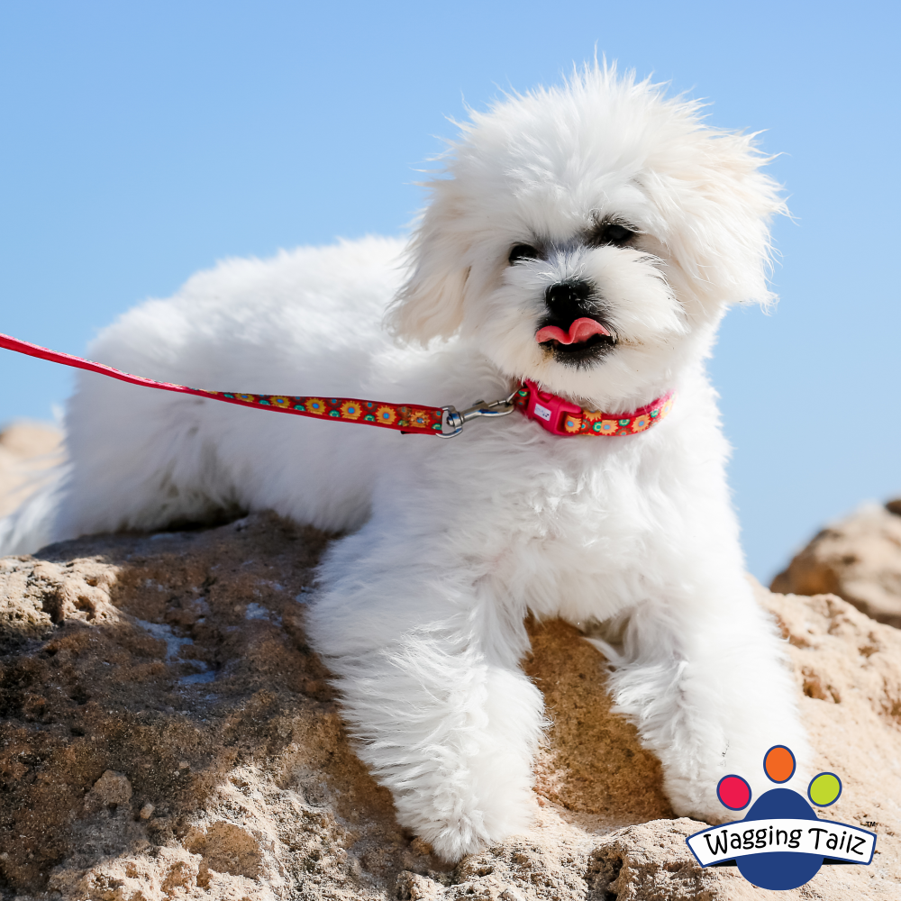 miniZ Wildflower Hot Pink Toy Breed & Puppy Dog Collar image