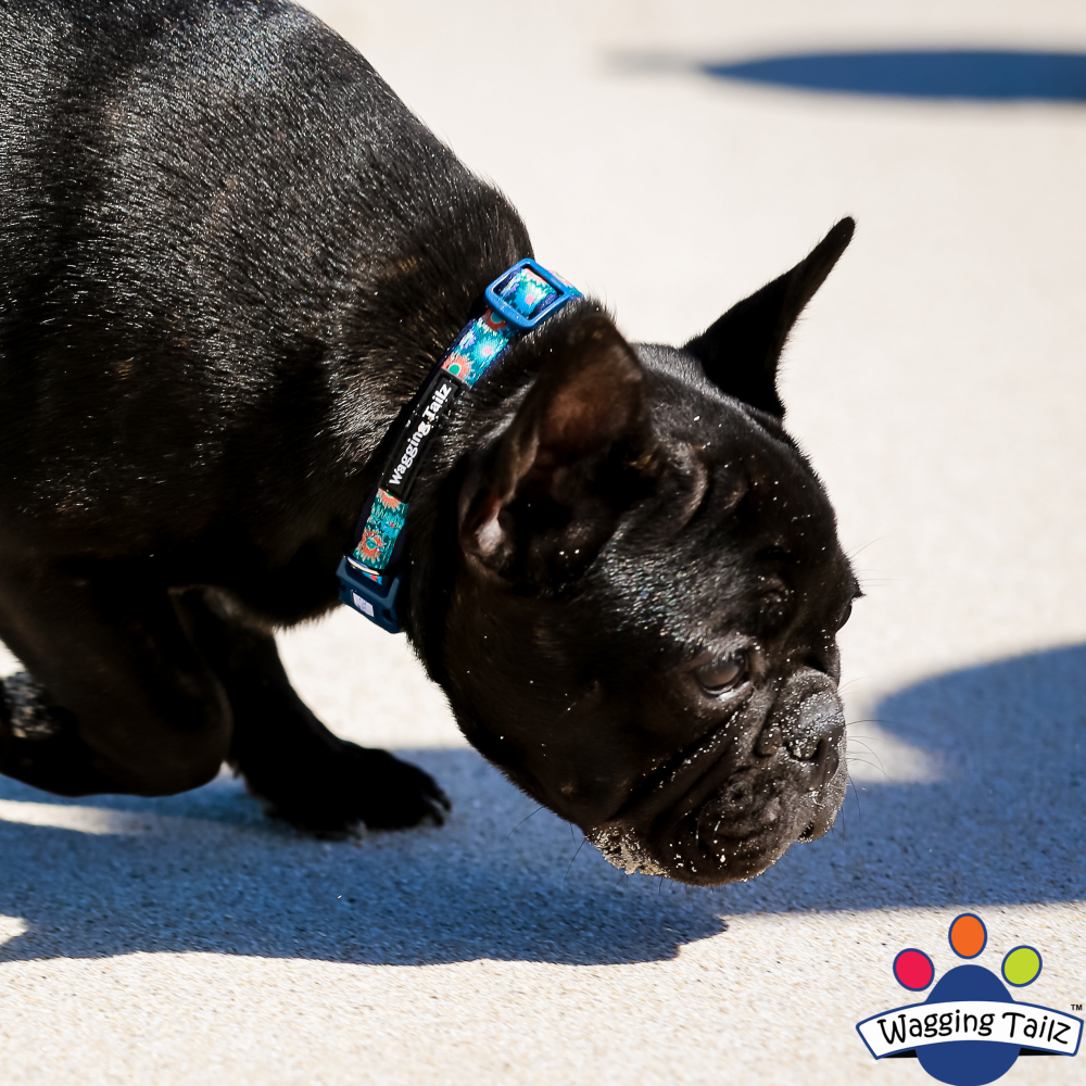 miniZ Wildflower Navy Blue Toy Breed & Puppy Dog Collar image