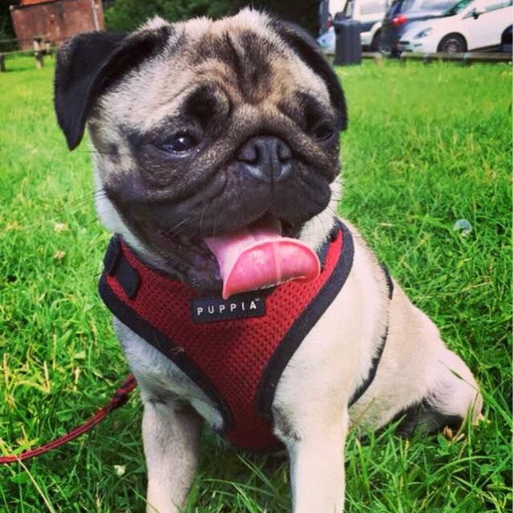 Puppia Ritefit Dog Harness Red (XLarge) image