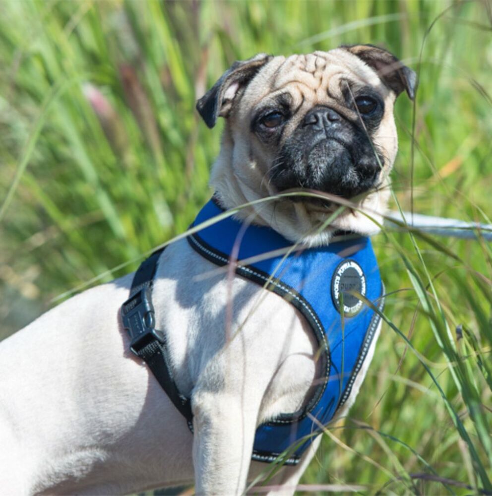 Puppia Trek Dog Harness Blue Medium image