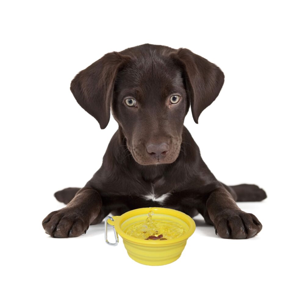 P4P's Pop Up Portable Travel Dog Bowl 370ml (Aqua) image