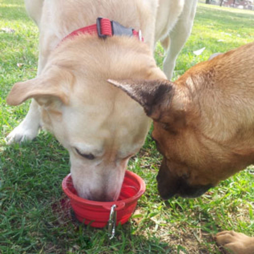 P4P's Pop Up Portable Travel Dog Bowl 370ml image