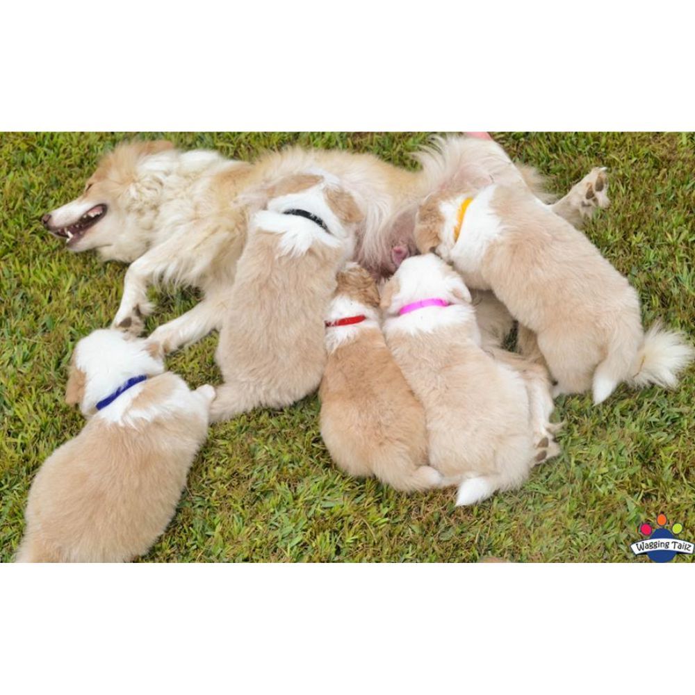 Wagging Tailz Puppy ID Bands Standard image