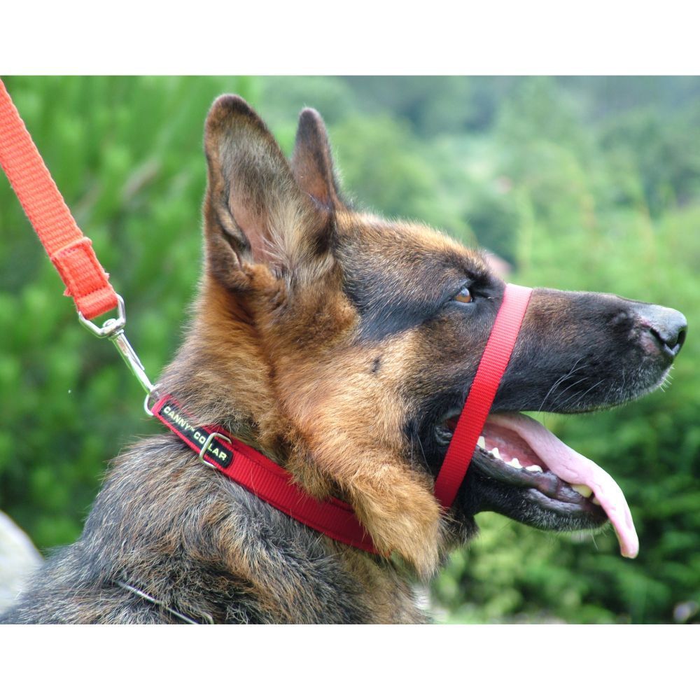 Canny Collar Dog Head Halter - Red | Train Your Dog Not To Pull image