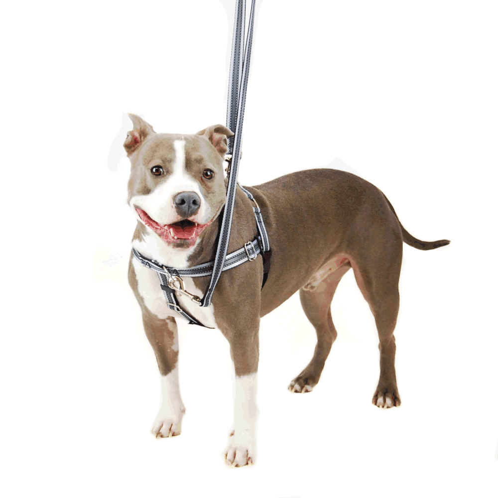 Freedom Training Dog Lead Reflective Black image
