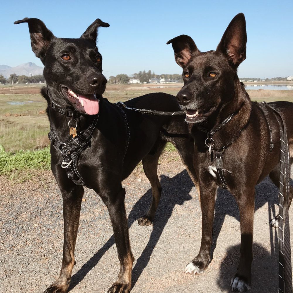 ROGZ Control Dog Harness, Black S, M, L, XL image