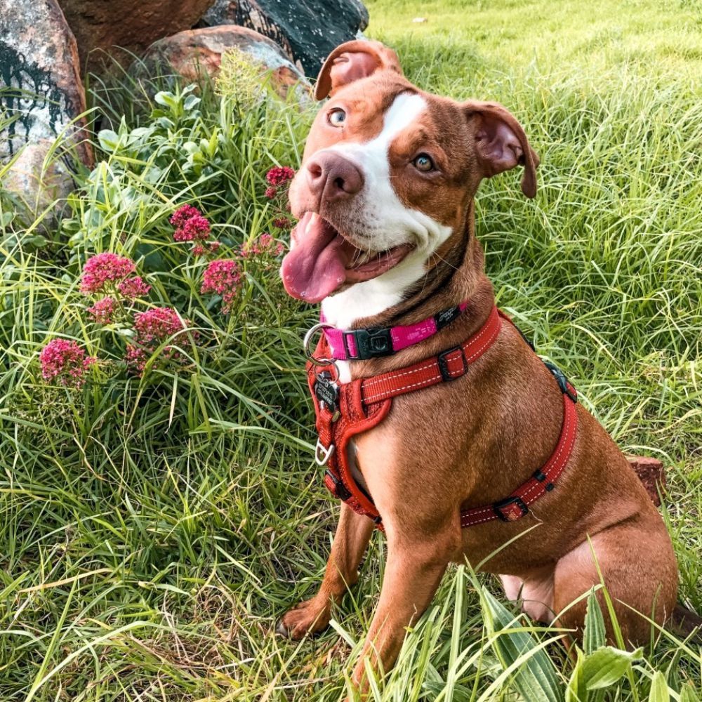 ROGZ Control Dog Harness, Red S, M, L, XL image