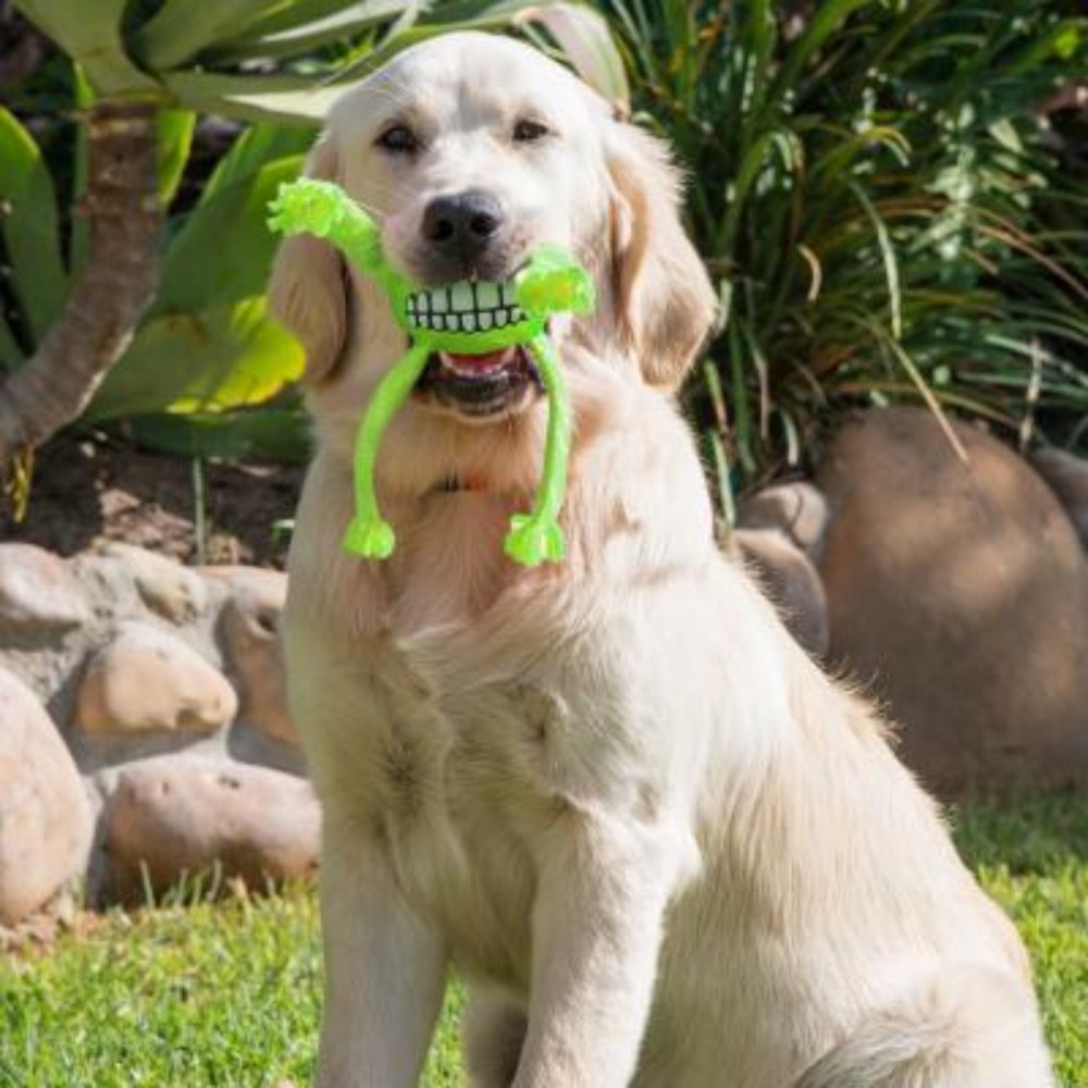 Rogz Flossy Grinz Oral Care Dog Toy Lime S,M,L image