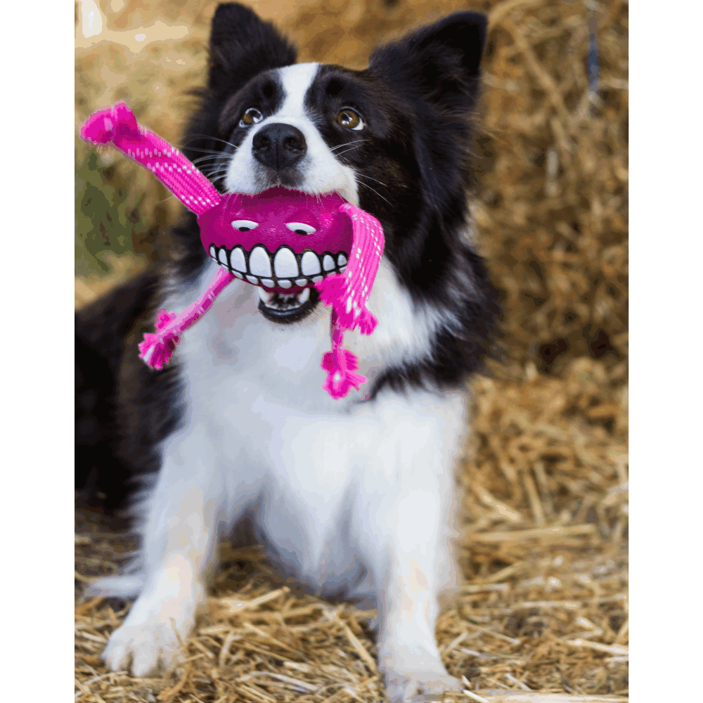 Rogz Flossy Grinz Oral Care Dog Toy Pink S,M,L image