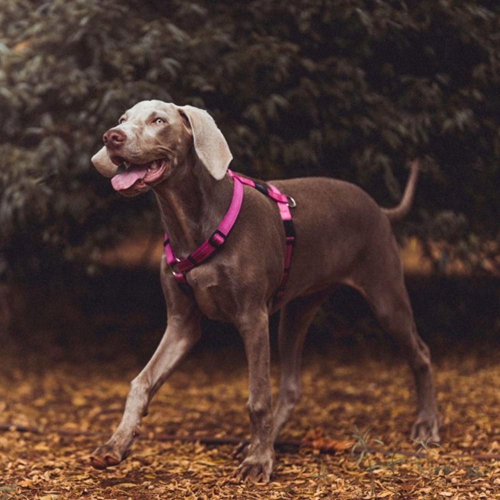 rogz dog harness