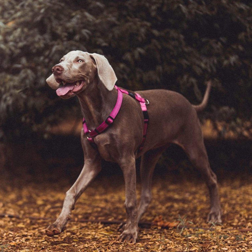 Rogz Classic Reflective Dog Harness, Pink S, XL image