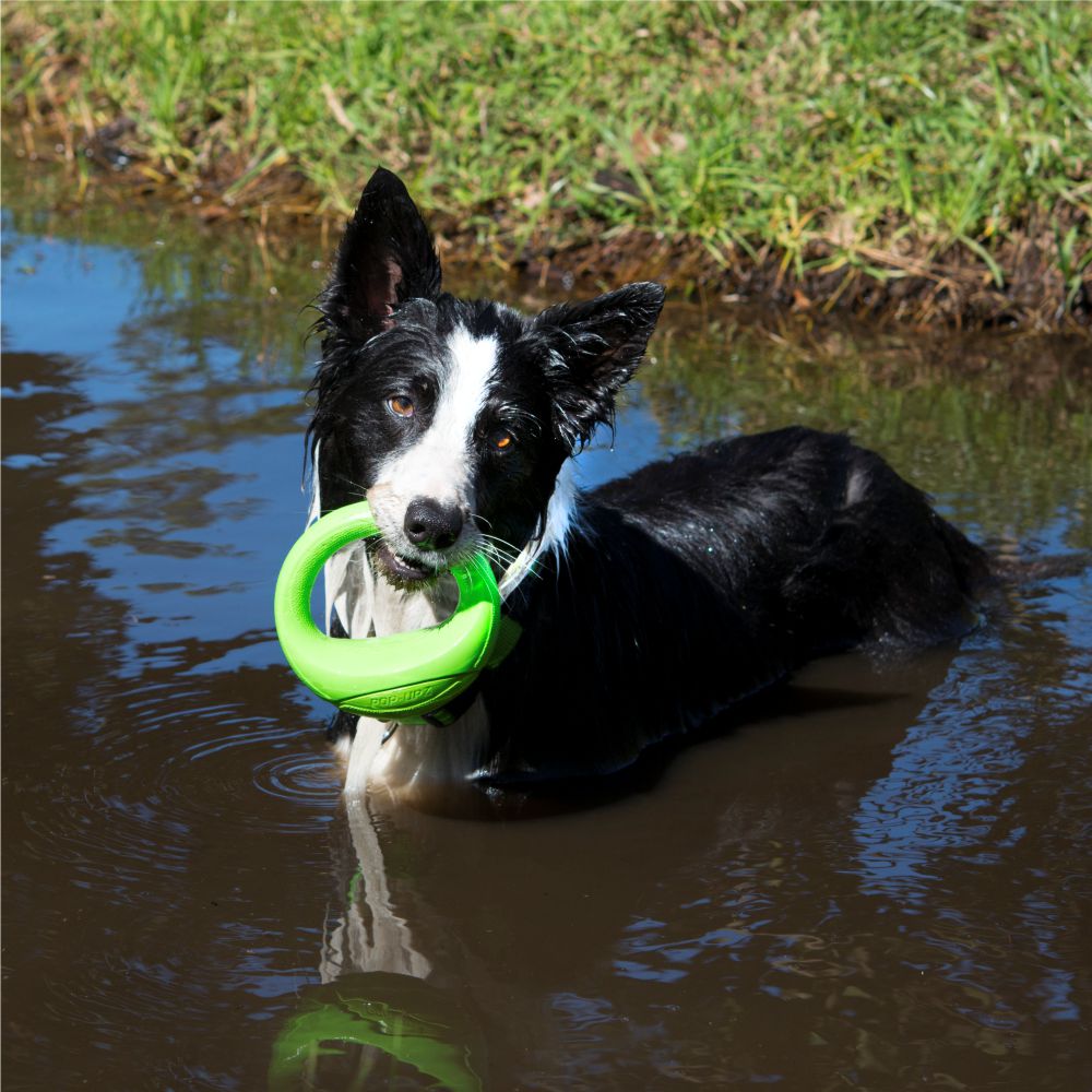 Rogz Pop-Upz Land & Water Dog Toy Lime  image