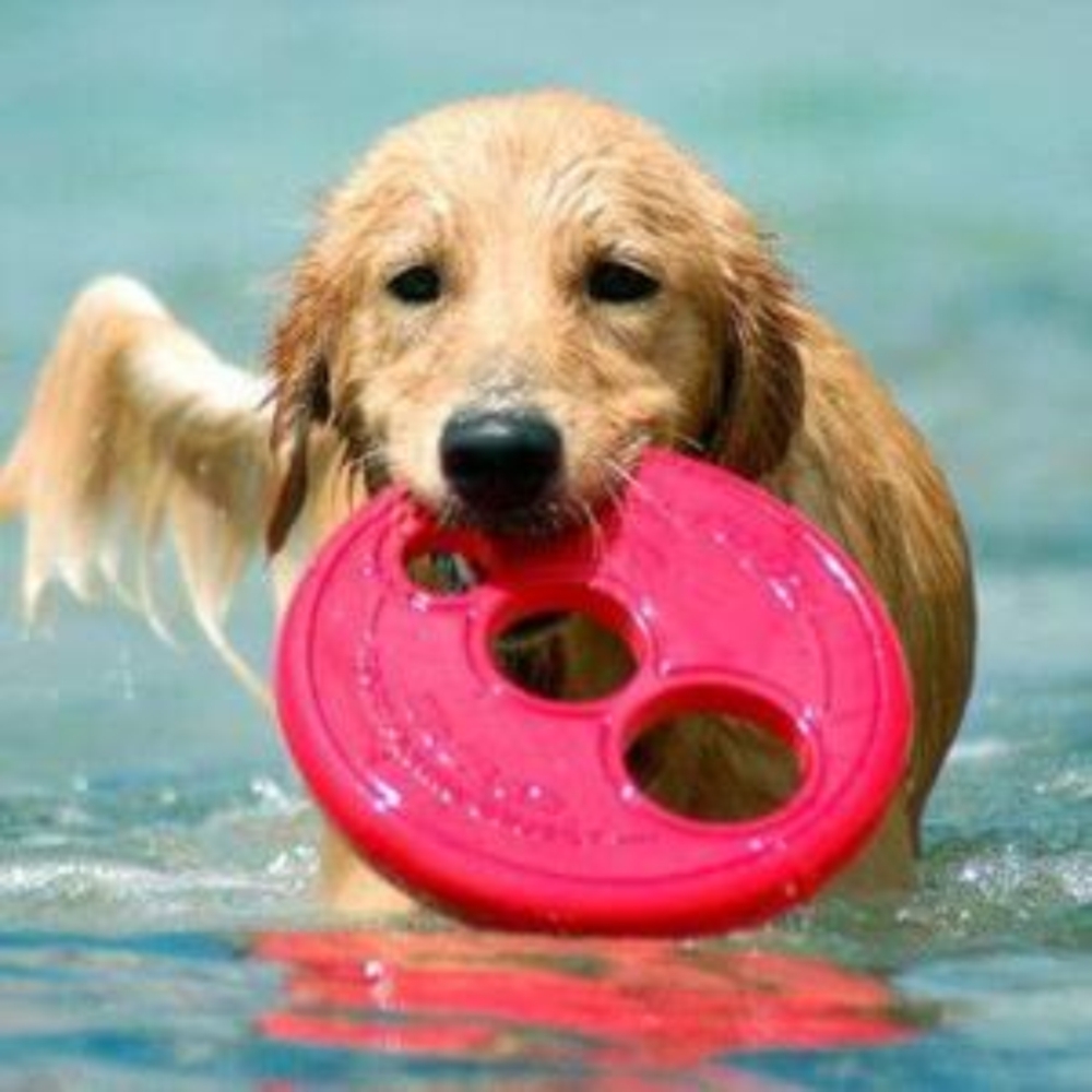Rogz RFO Frisbee Fetch Dog Toy Red S, L image