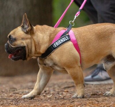 Rogz LetzGo Personalised Harness Pink (Medium) image