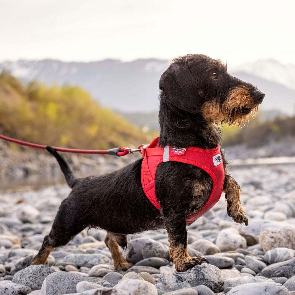 Curli Vest Air Mesh Dog Harness Red (XXSmall) image