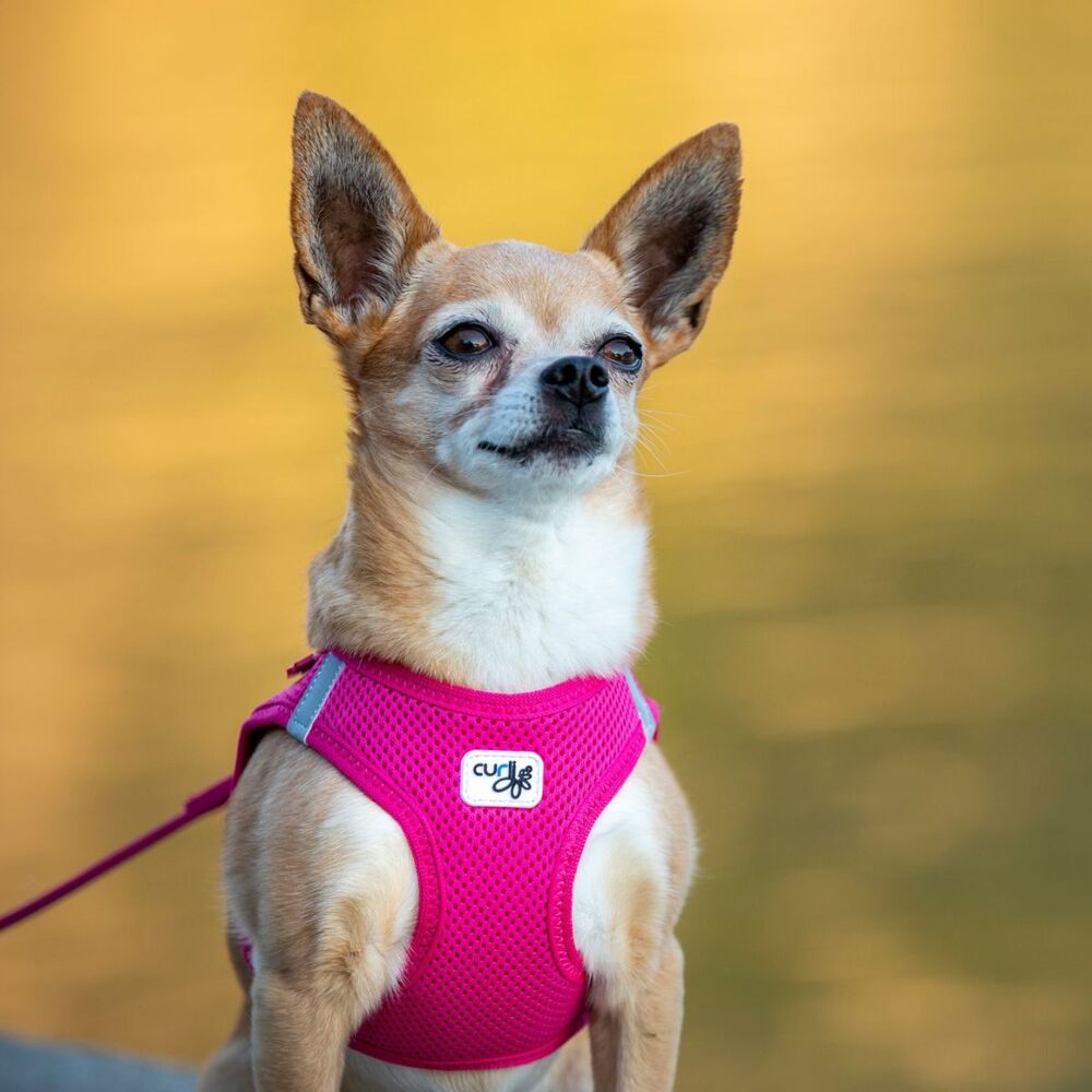 Curli Vest Air Mesh Dog Harness Fuchsia (XXSmall) image