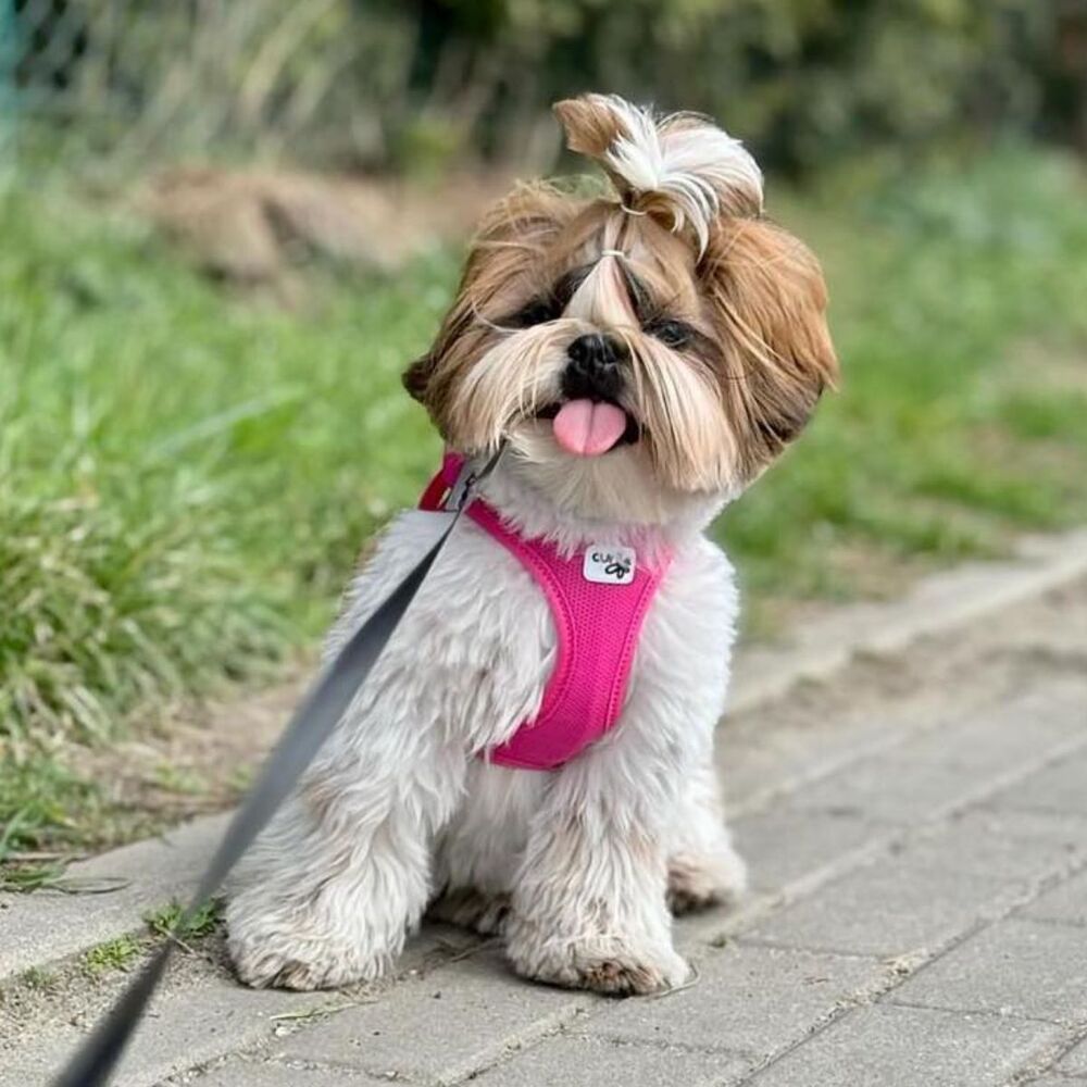 Curli Vest Air Mesh Dog Harness Fuchsia (XSmall) image