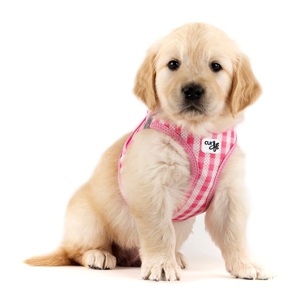 Curli Vest Harness & Lead Set for Puppy & Small Dogs Pink-Caro (XSmall) image