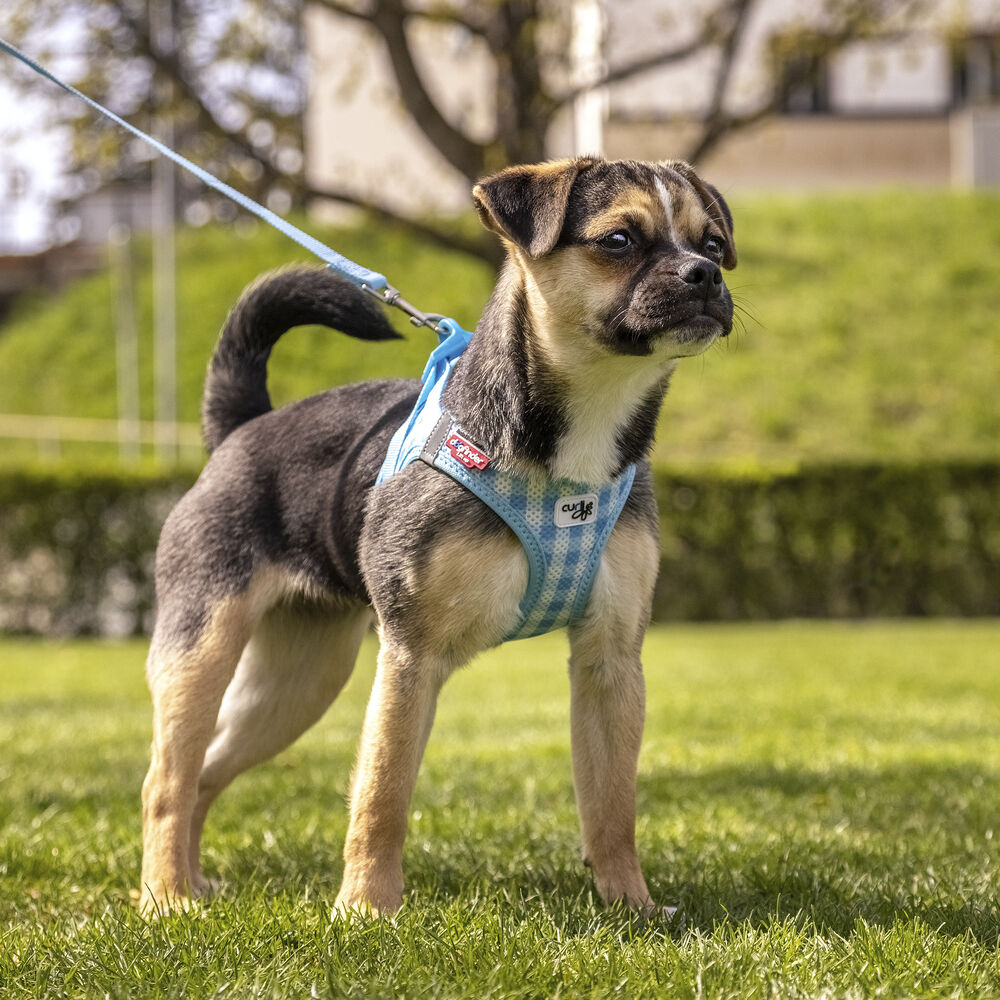 Curli Vest Harness & Lead Set for Puppy & Small Dogs Sky Blue-Caro (XXSmall) image