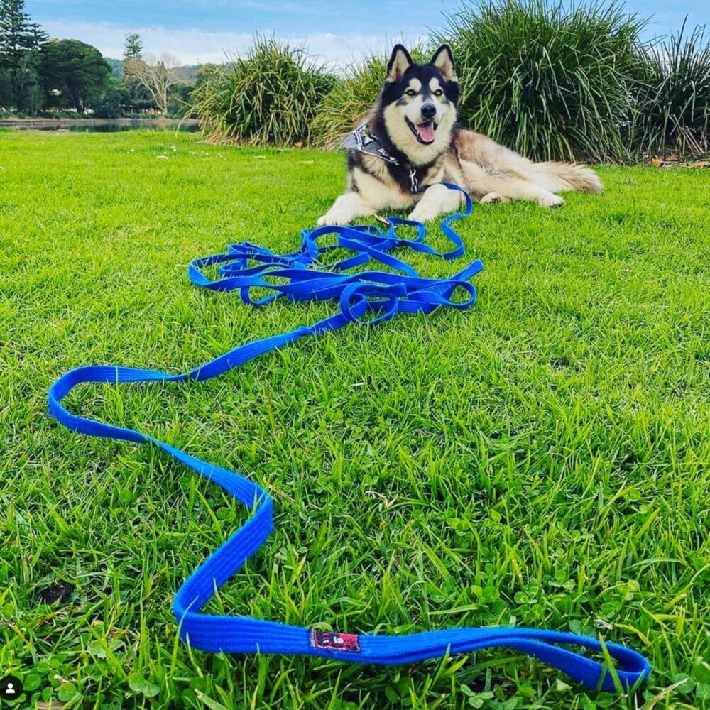 Black Dog Wear 11m Tracking Lead Blue (Mini) image