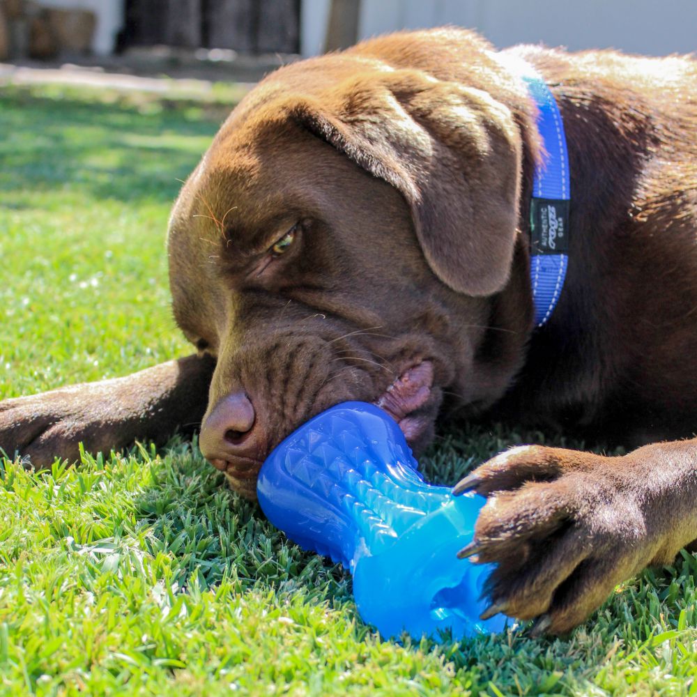 Rogz Yumz Treat Dog Toy Blue S, M, L image