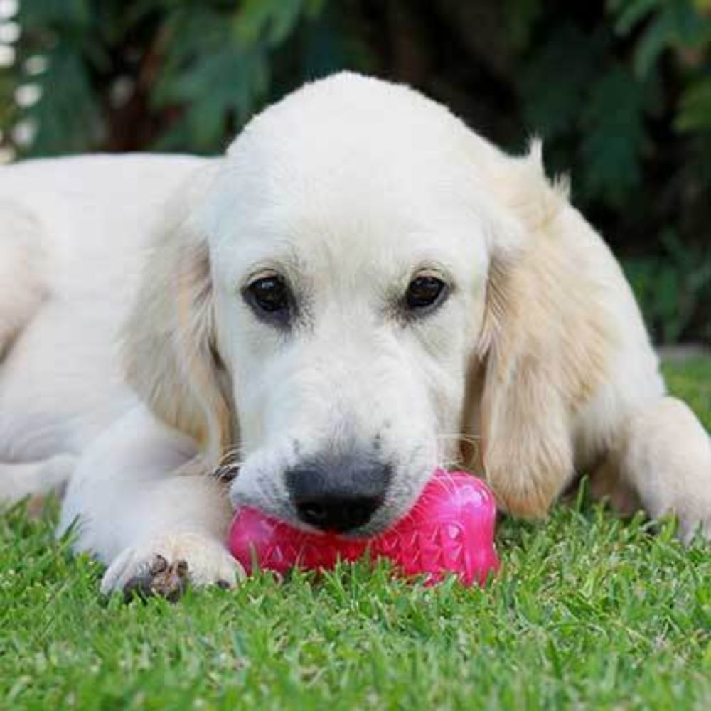 Rogz Yumz Treat Dog Toy Pink S, M, L image