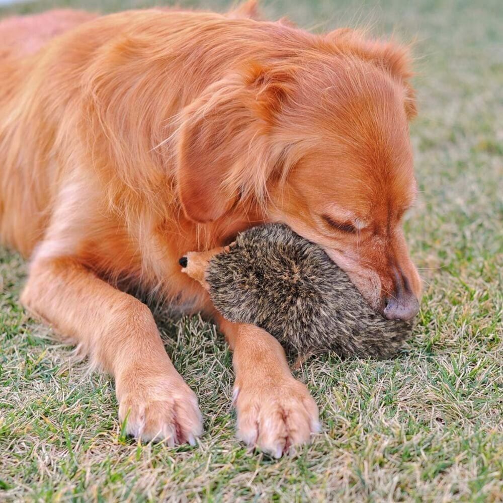 Zippy Paws Hedgehog Large Dog Toy image