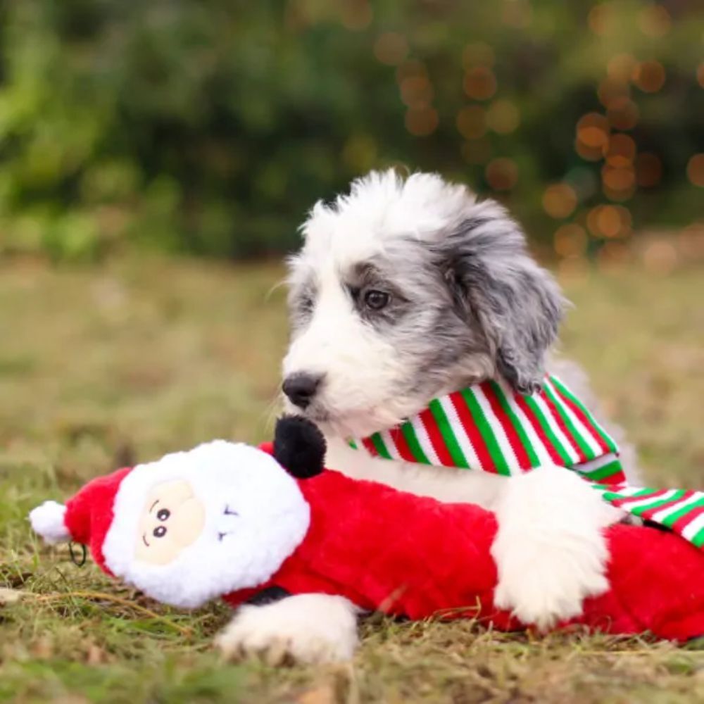 Zippy Paws Christmas Jigglerz Santa Dog Toy image