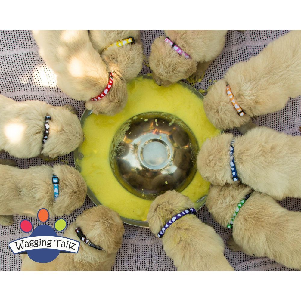 Tiny Totz Puppy Collars Love Heart Small 13cm-23cm Choose Your Own Set image
