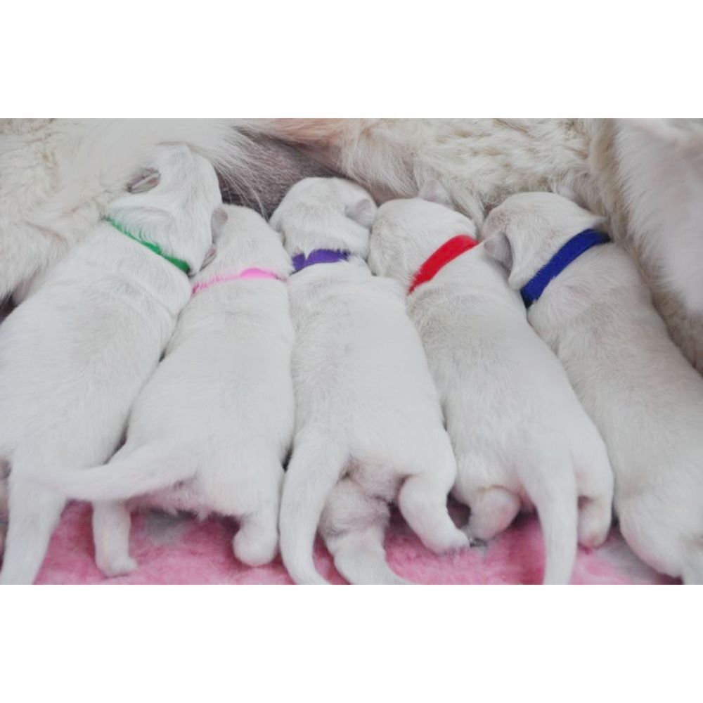 Wagging Tailz Puppy ID Bands Standard Newborn image