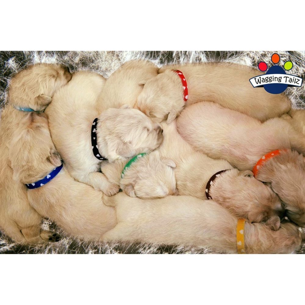Wagging Tailz Love Hearts Puppy ID Bands image