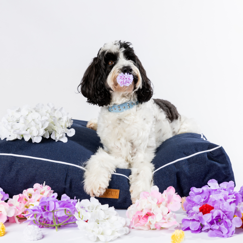 Dogue Stud Muffin Blue Leather Dog Collar (Blue, 50cm) image