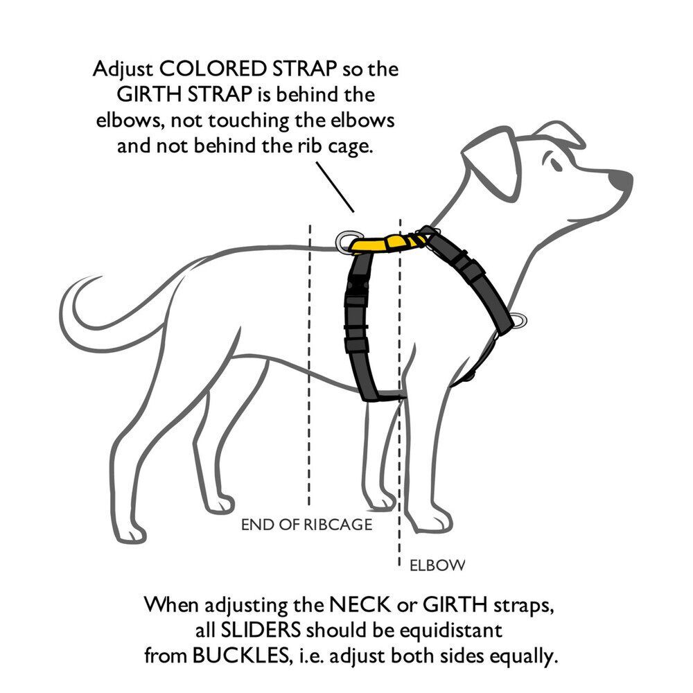 How to put on a dog harness diagram deals