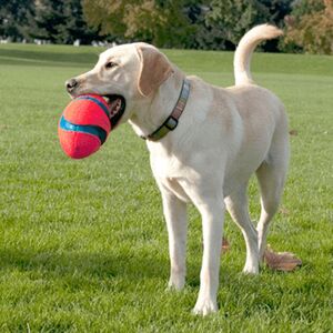 Chuckit fumble fetch deals