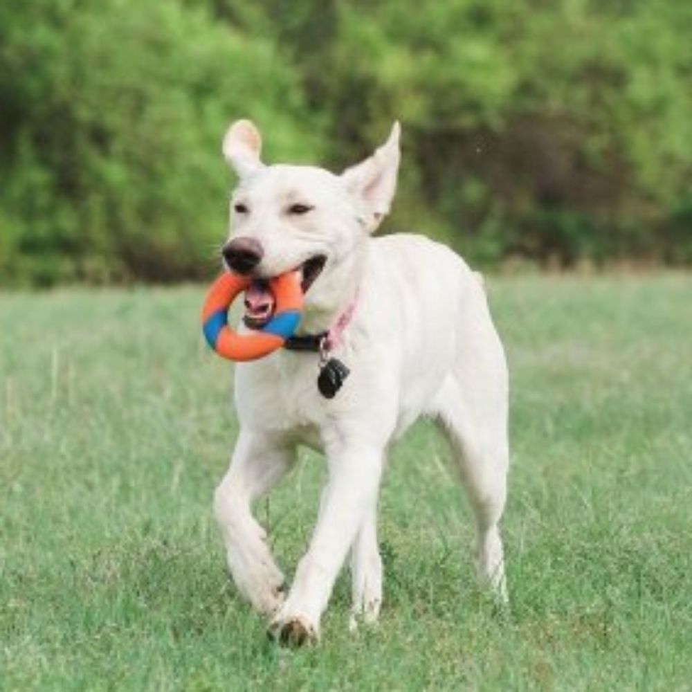 Chuckit Ultra Ring Fetch Dog Toy PittaPatta Boutique