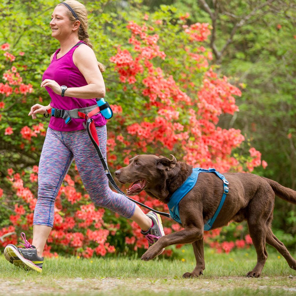 Kurgo quantum leash online instructions