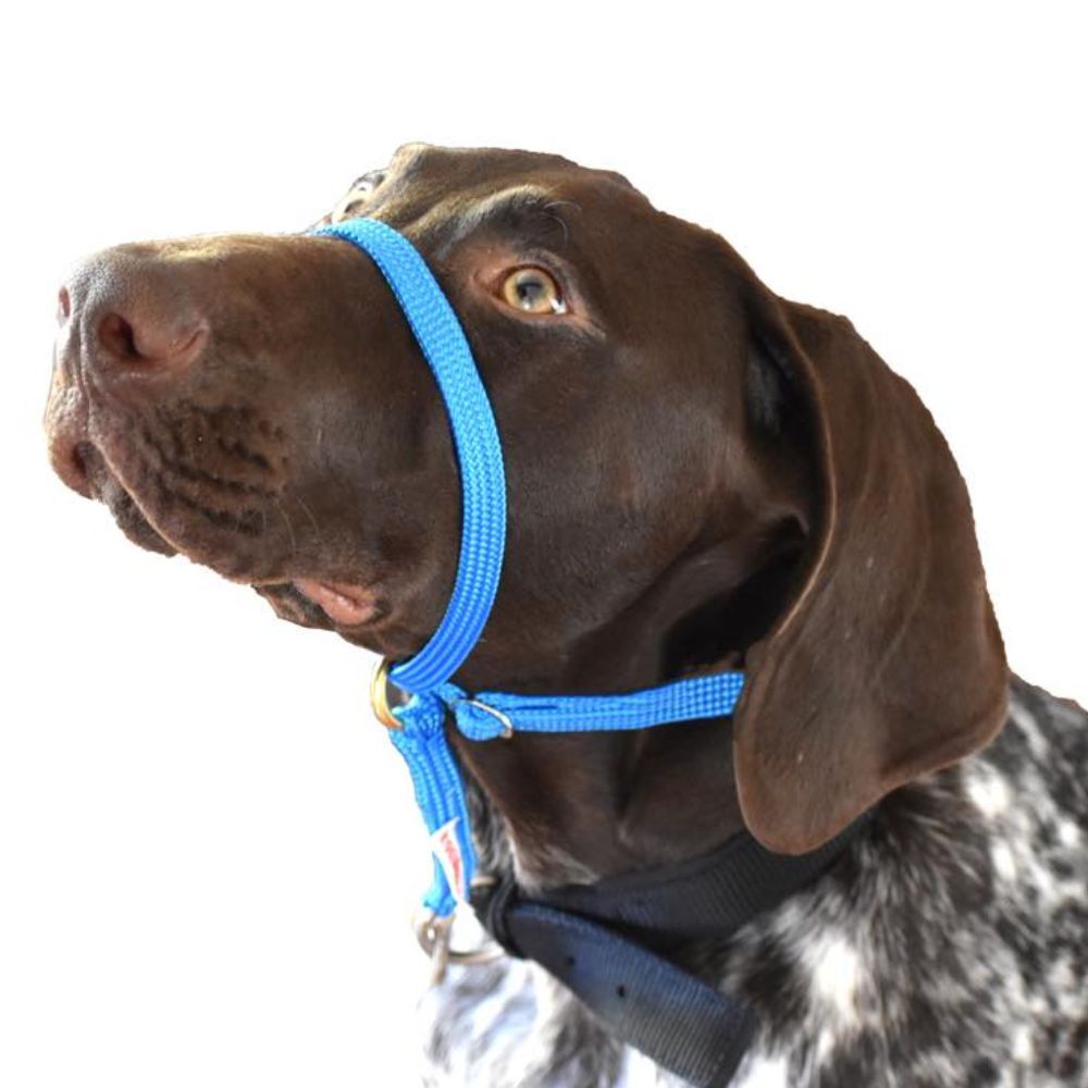 Dog Head Collar Halter Blue 5 Sizes 