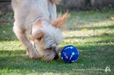 Molly playing with the Unipet Activity Treat Ball 