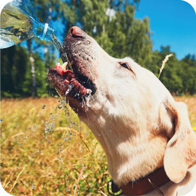 Hydrate your dog