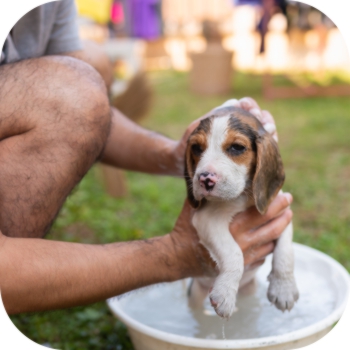 Washing a puppy